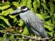 Yellow-crowned Night-Heron (Nyctanassa violacea) 