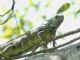 Green Iguana (Iguana iguana) 