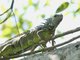 Green Iguana (Iguana iguana)