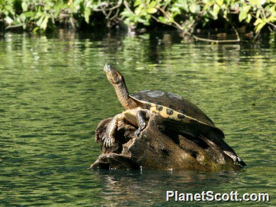 Ornate Slider (Trachemys ornata) - PlanetScott.com