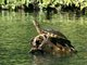 Ornate Slider (Trachemys ornata)