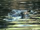 American Crocodile (Crocodylus acutus)