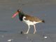 American Oystercatcher (Haematopus palliatus) 