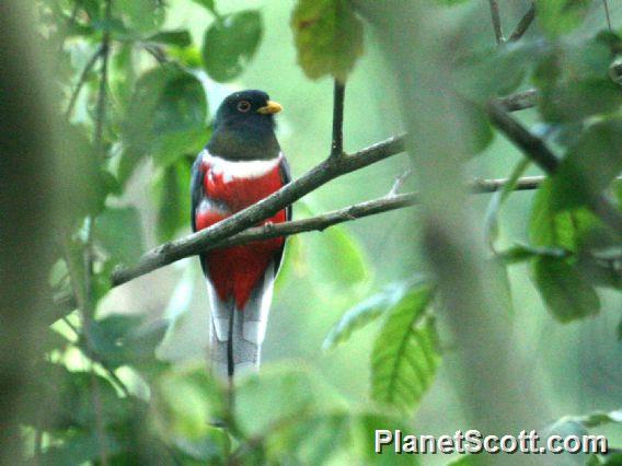 Elegant Trogon (Trogon elegans)