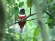 Elegant Trogon (Trogon elegans) Male