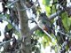 Coppery-tailed Trogon (Trogon ambiguus)