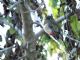 Elegant Trogon (Trogon elegans) Female