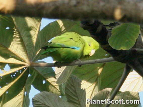 Mexican Parrotlet (Forpus cyanopygius)