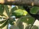 Mexican Parrotlet (Forpus cyanopygius) 