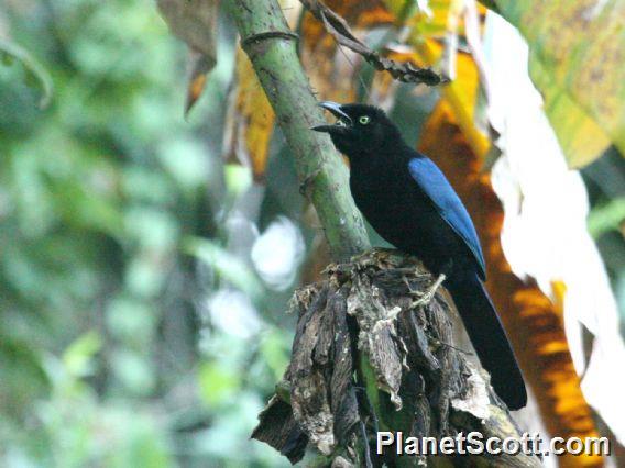 San Blas Jay (Cyanocorax sanblasianus)