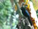 San Blas Jay (Cyanocorax sanblasianus) 