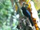 San Blas Jay (Cyanocorax sanblasianus)
