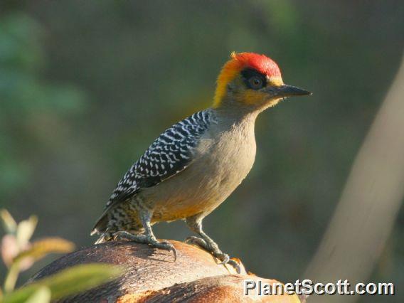 Golden-cheeked Woodpecker (Melanerpes chrysogenys)