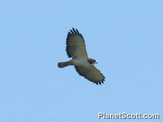 Short-tailed Hawk (Buteo brachyurus)