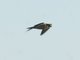 Peregrine Falcon (Falco peregrinus)