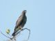 Snail Kite (Rostrhamus sociabilis) Male