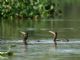 Neotropic Cormorant (Phalacrocorax brasilianus) 