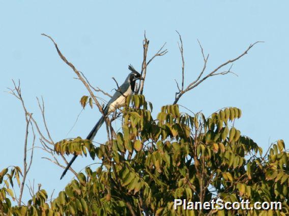 Black-throated Magpie-Jay (Cyanocorax colliei)