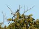 Black-throated Magpie-Jay (Calocitta colliei)