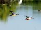 Northern Shoveler (Spatula clypeata) 