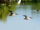 Northern Shoveler (Spatula clypeata)