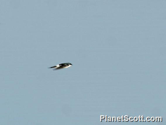 Mangrove Swallow (Tachycineta albilinea)