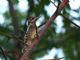 Yellow-bellied Sapsucker (Sphyrapicus varius) 