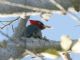 Pale-billed Woodpecker (Campephilus guatemalensis) 