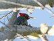 Pale-billed Woodpecker (Campephilus guatemalensis)