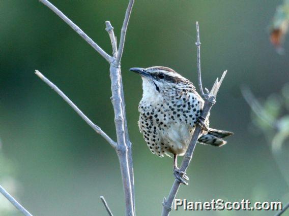 Spotted Wren (Campylorhynchus gularis)