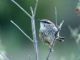 Spotted Wren (Campylorhynchus gularis) 