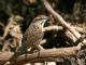 Spotted Wren (Campylorhynchus gularis) 