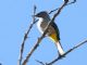 Grey Silky-flycatcher (Ptilogonys cinereus) 