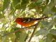 Flame-colored Tanager (Piranga bidentata) Male