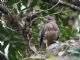 Roadside Hawk (Rupornis magnirostris)