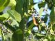 Cinnamon Hummingbird (Amazilia rutila) 