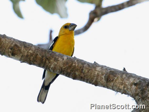 Yellow Grosbeak (Pheucticus chrysopeplus)