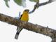 Yellow Grosbeak (Pheucticus chrysopeplus) Male