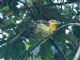 Yellow Grosbeak (Pheucticus chrysopeplus) Female