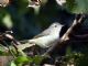 Warbling-Vireo (Vireo gilvus) 