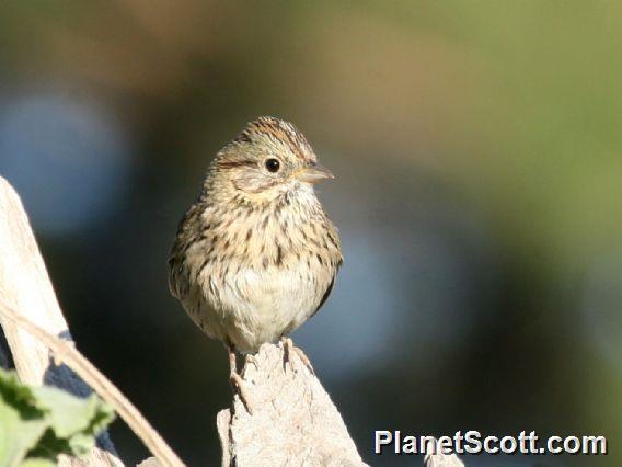 Lincoln's Sparrow (Melospiza lincolnii)