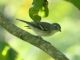 Plumbeous Vireo (Vireo plumbeous) 