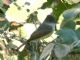 Dusky-capped Flycatcher (Myiarchus tuberculifer) 