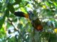 Streak-backed Oriole (Icterus pustulatus) 