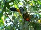 Streak-backed Oriole (Icterus pustulatus)
