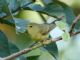 Orange-crowned Warbler (Vermivora celata) 