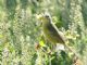 Orange-crowned Warbler (Vermivora celata) 