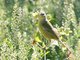 Orange-crowned Warbler (Vermivora celata)