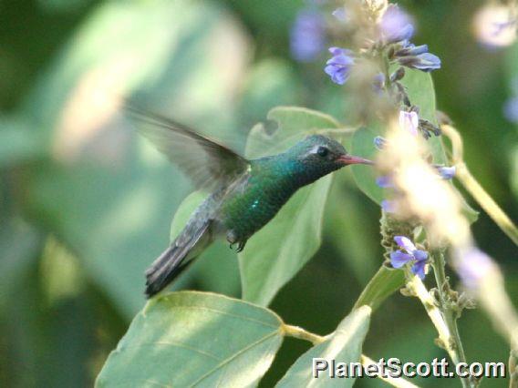 Broad-billed Hummingbird (Cynanthus latirostris)