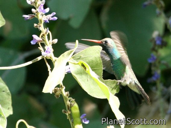 Broad-billed Hummingbird (Cynanthus latirostris) Male